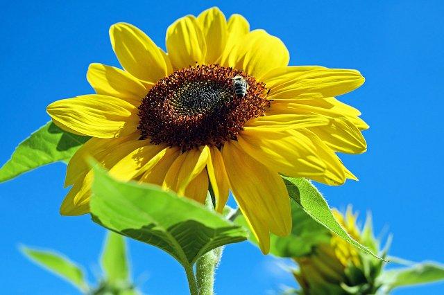 How to Protect Your Deck from the Sun